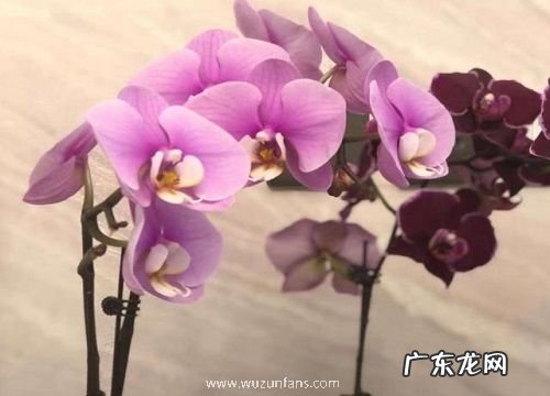 蝴蝶兰几点开花时间 开花季节和特点