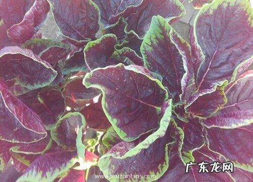 水里种植的蔬菜有哪些 适合水里生长的蔬菜品种