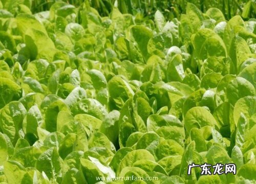 水里种植的蔬菜有哪些 适合水里生长的蔬菜品种