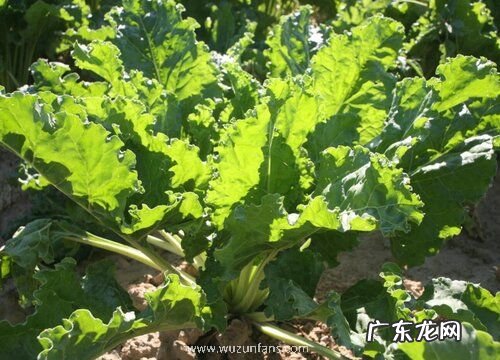 水里种植的蔬菜有哪些 适合水里生长的蔬菜品种