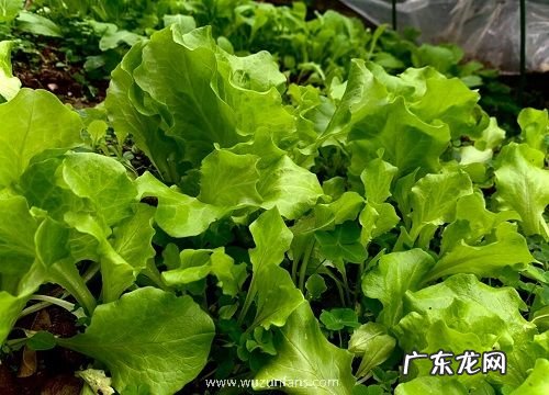 水里种植的蔬菜有哪些 适合水里生长的蔬菜品种