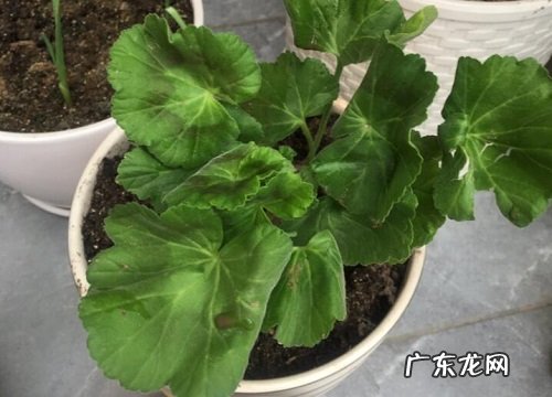 黏土适合种植什么植物 黏质土适合种的植物