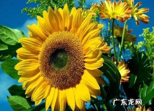 黏土适合种植什么植物 黏质土适合种的植物