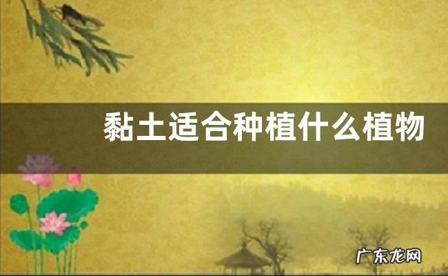 黏土适合种植什么植物 黏质土适合种的植物