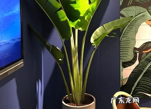 黏土适合种植什么植物 黏质土适合种的植物