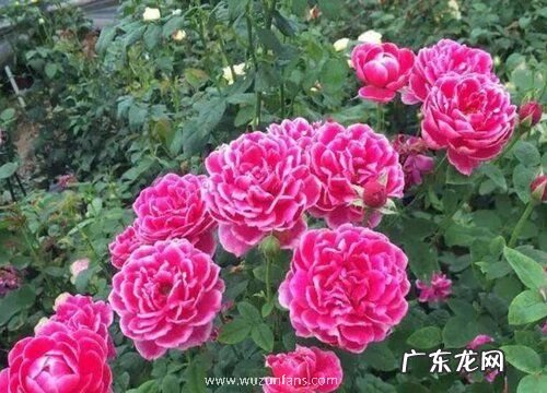 壤土适合种植什么植物 壤质土适宜生长的植物