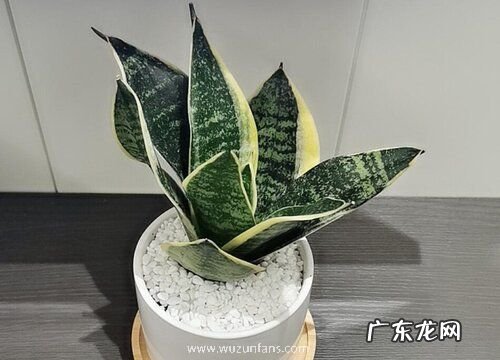 壤土适合种植什么植物 壤质土适宜生长的植物