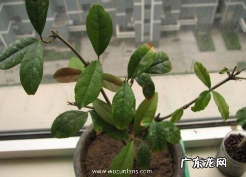 壤土适合种植什么植物 壤质土适宜生长的植物