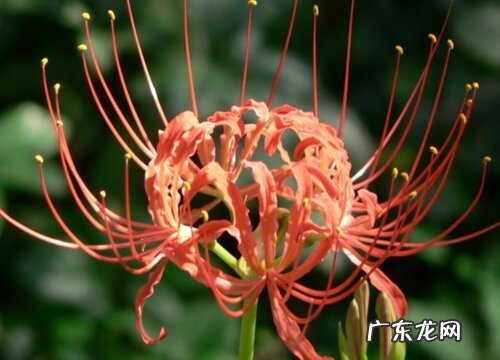 石蒜花是什么颜色的