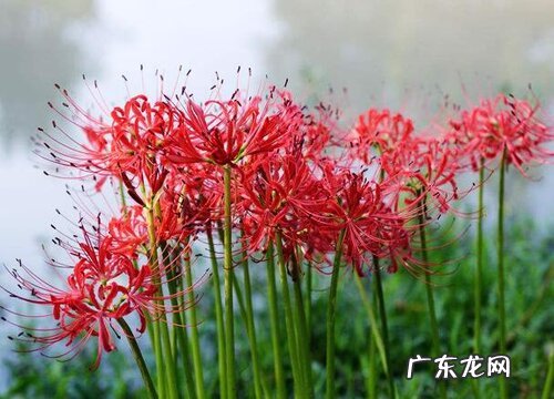 石蒜花是什么颜色的