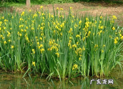鱼塘适合种植什么植物 池塘适合栽种的水生植物
