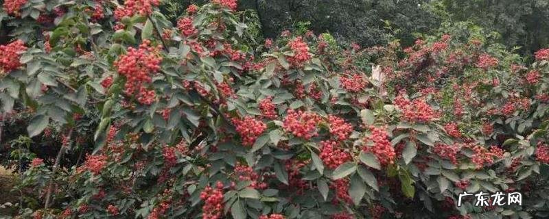 花椒树1亩地利润多少?种花椒树有什么好处