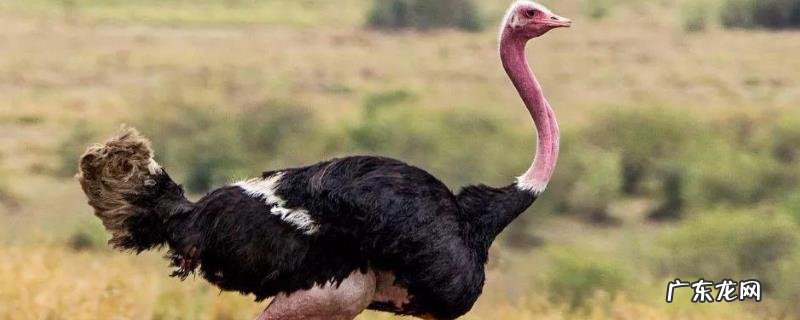 鸵鸟肉多少钱一斤?鸵鸟肉的营养价值