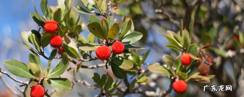 杨梅树苗多少钱一株?杨梅有哪些栽培品种