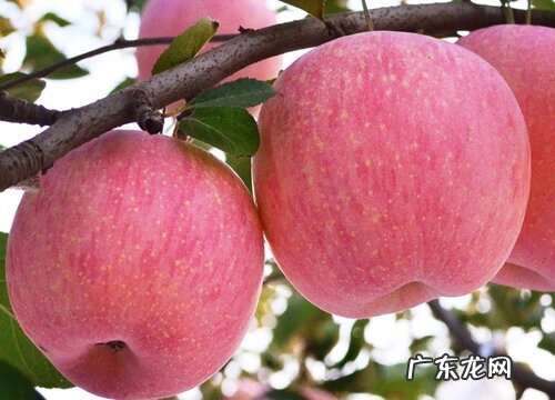 陕西水果特产有哪些 比较出名的水果图片