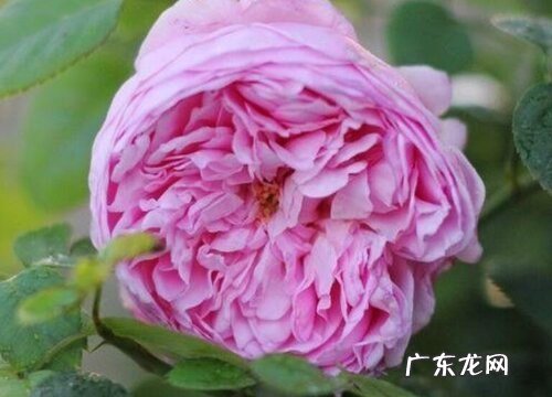 自由精神月季是藤本还是灌木