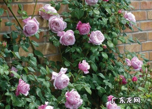 自由精神月季是藤本还是灌木