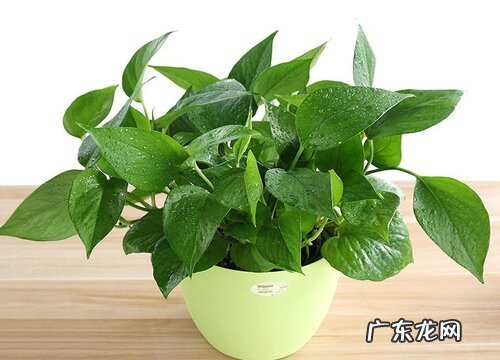 绿萝代表什么象征意义 代表什么风水寓意