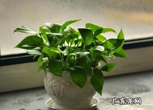 绿萝代表什么象征意义 代表什么风水寓意