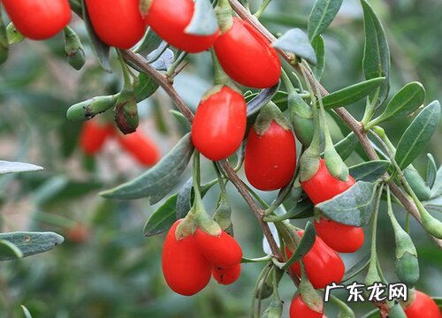 枸杞长在树上还是地上 在树上是什么样子