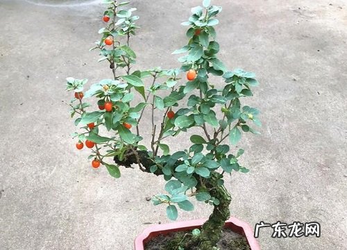 枸杞长在树上还是地上 在树上是什么样子