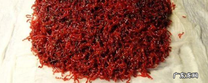 红虫钓鱼怎么调漂,附调漂注意事项