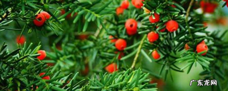 红豆杉苗多少钱一棵?附繁殖方法