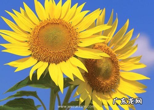 葵花代表什么象征意义 寓意是什么意思