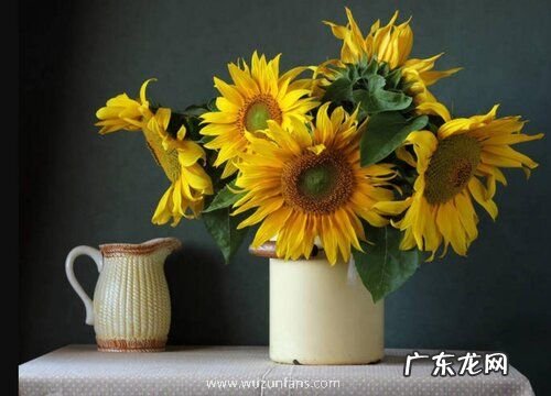 葵花代表什么象征意义 寓意是什么意思