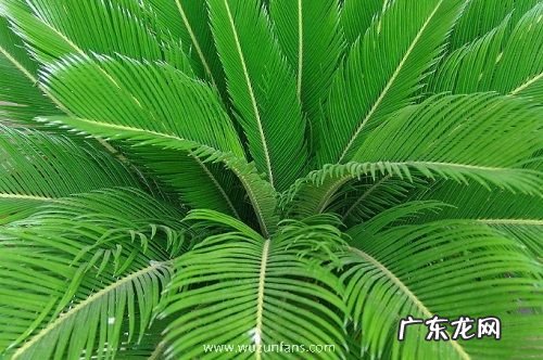 铁树适合什么环境生长 养殖环境条件