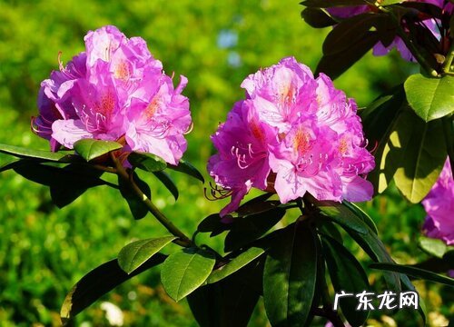 杜鹃花代表什么象征意义 代表的意思是什么