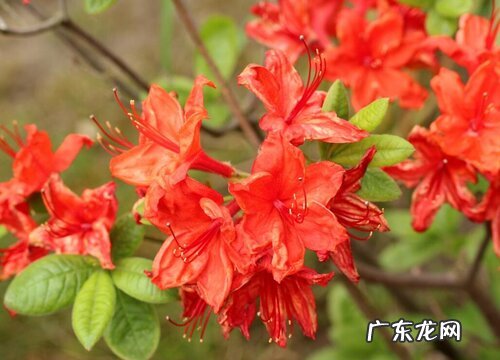 杜鹃花代表什么象征意义 代表的意思是什么