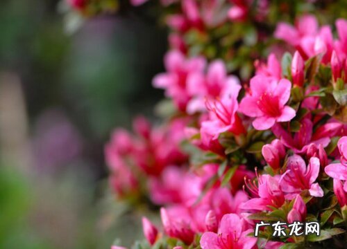 杜鹃花代表什么象征意义 代表的意思是什么