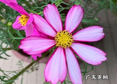 格桑花代表什么象征意义 开花代表什么含义