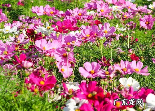 格桑花代表什么象征意义 开花代表什么含义