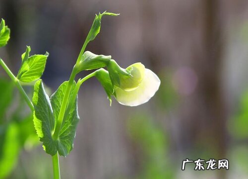 豇豆开花温度多少度