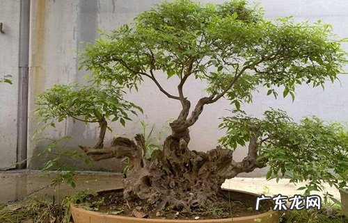 黄荆下山桩怎么养活 栽种成活率高的方法