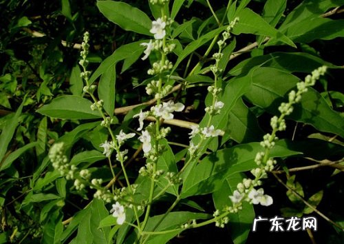 黄荆下山桩怎么养活 栽种成活率高的方法