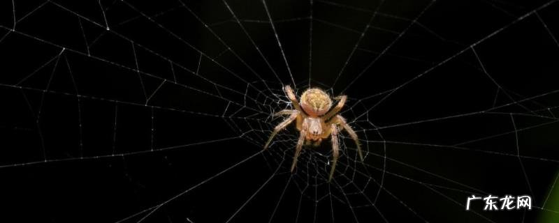 蜘蛛是不是昆虫,平时吃什么食物