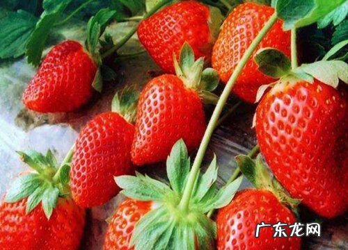 安徽水果特产有哪些 什么水果最出名