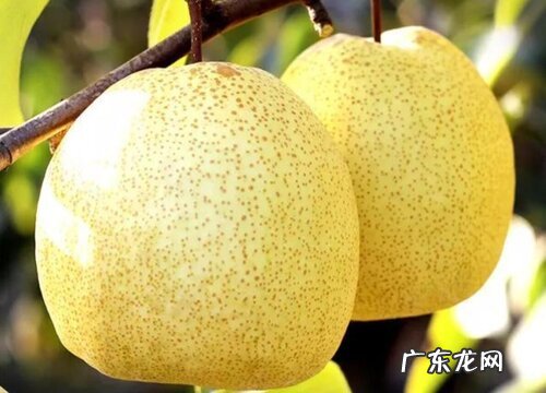 安徽水果特产有哪些 什么水果最出名