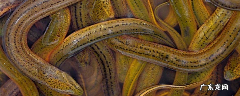 黄鳝苗多少钱一斤?黄鳝网箱养殖技术