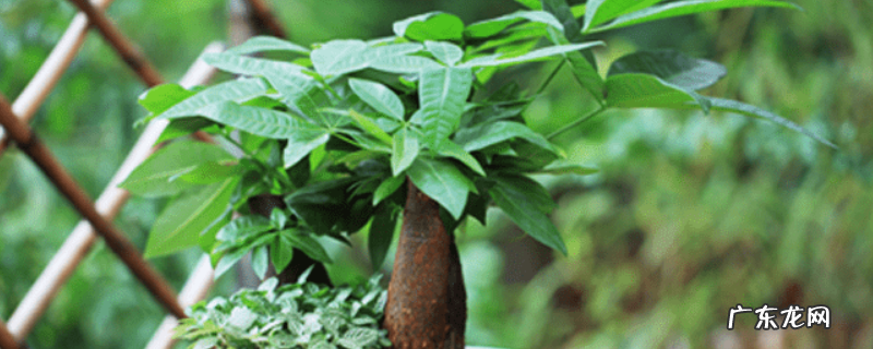 发财树种子多少钱一斤?附其养殖方法