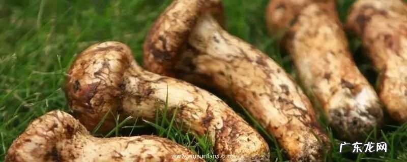 松茸和松露的区别,详细介绍