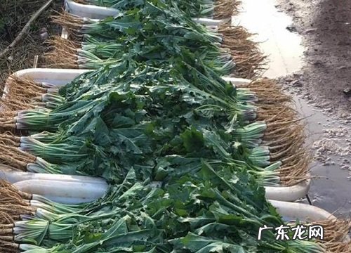 蒲公英的根长什么样子图片 根系有多长