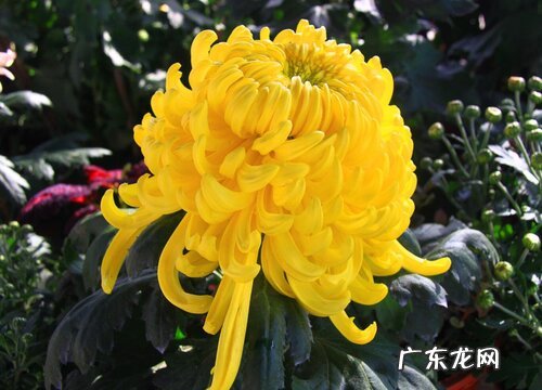 菊花几点开花时间 开放时间是什么季节