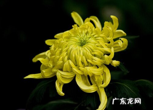 菊花几点开花时间 开放时间是什么季节