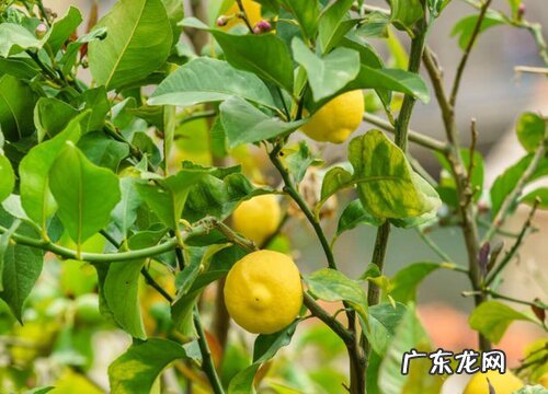 柠檬长在树上还是地上 在树上是什么颜色