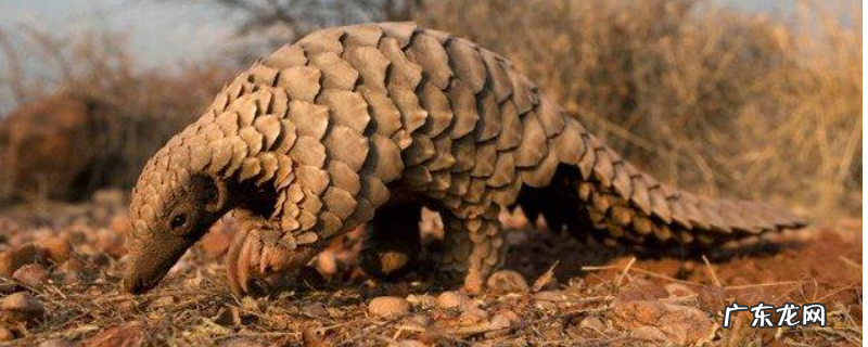 穿山甲和食蚁兽的区别,详细介绍