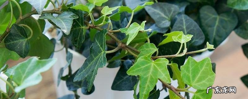 常春藤和爬山虎的区别,详细介绍